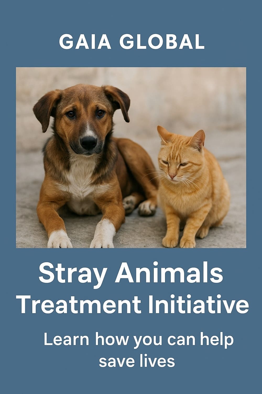 Gaia Global Supports Stray Animal Treatment: How You Can Benefit Directly