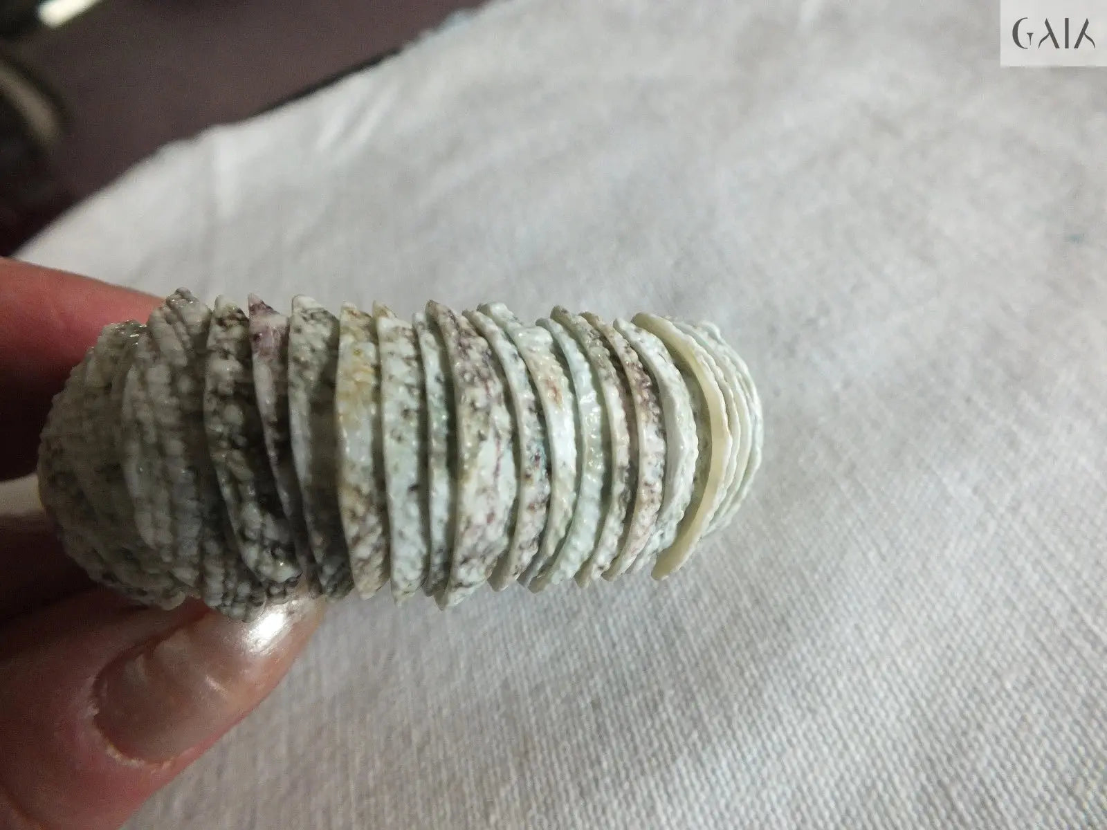 Natural Shell Bracelet - GAIA - Jewellery Store